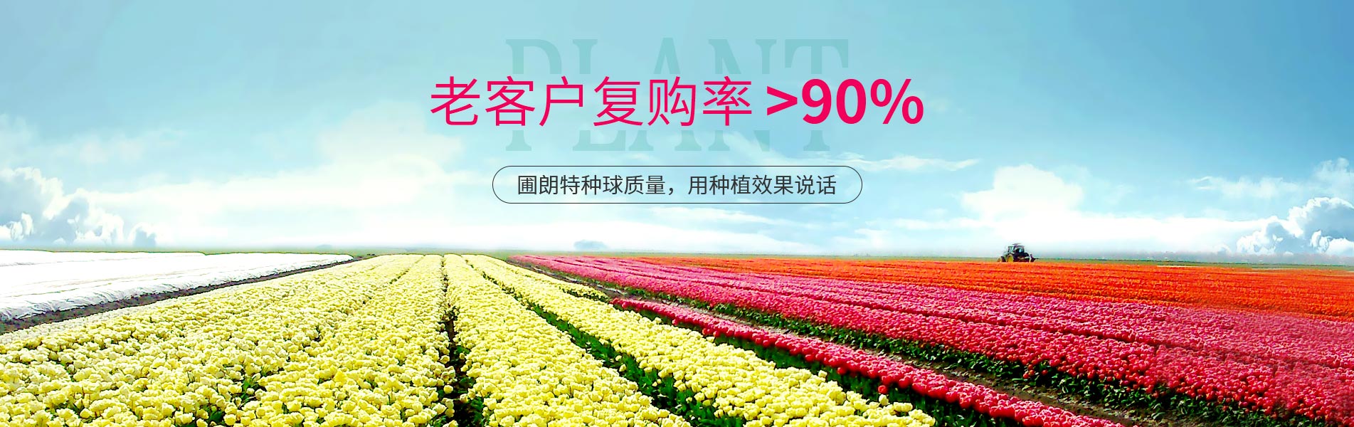 圃朗特種球質量，用種植效果說話
